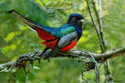SURUCUÁ (Trogon surrucura) - Paso Centuriòn - CERRO LARGO (Octubre 2025)